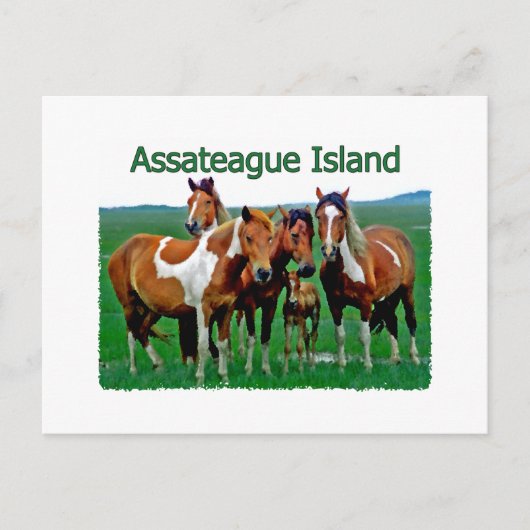 Assateague Island (pony familie) Briefkaart (Voorkant)