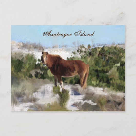 Assateague Island Wild Horse Briefkaart (Voorkant)