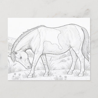 Assateague paard briefkaart