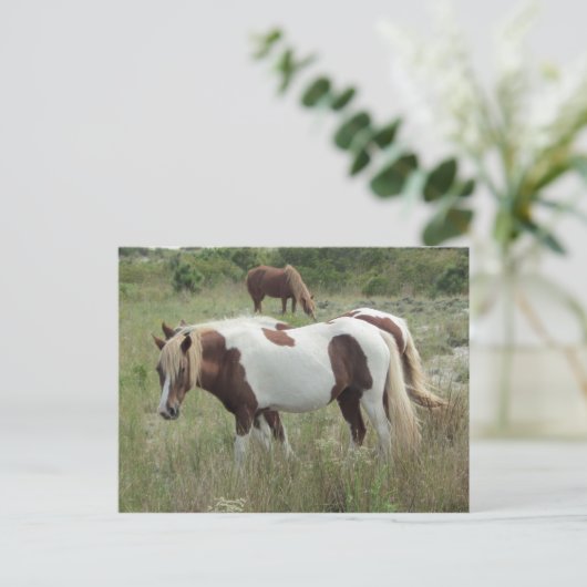 Assateague Ponies Briefkaart (Staand voorkant)