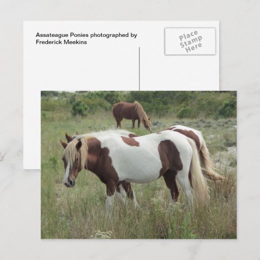 Assateague Ponies Briefkaart (Voorkant / Achterkant)