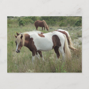 Assateague Ponies Briefkaart