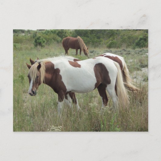Assateague Ponies Briefkaart (Voorkant)