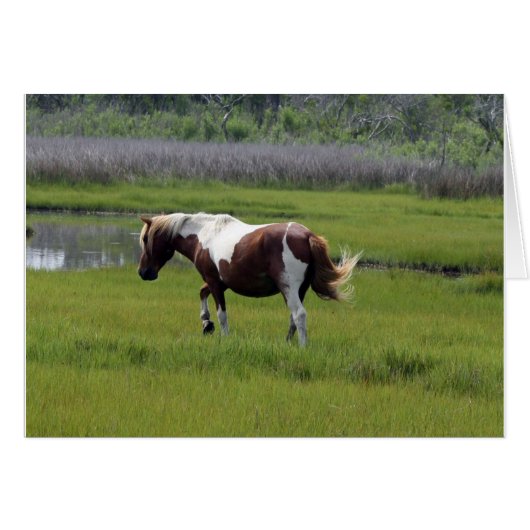 Assateague Wild Horse (Voorkant Horizontaal)