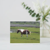 Assateague Wild Horse Briefkaart (Staand voorkant)