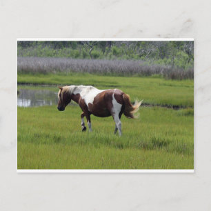 Assateague Wild Horse Briefkaart