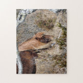 Assateague Wild Horse Jigwaw Legpuzzel (Verticaal)