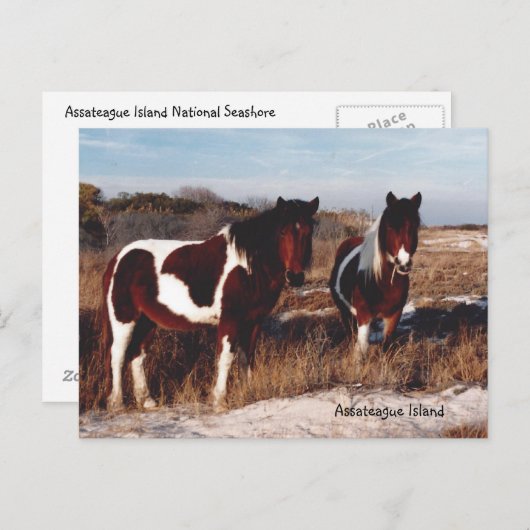 Assateague Wild Horses 2 - Briefkaart (Voorkant / Achterkant)