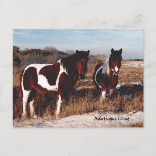 Assateague Wild Horses 2 - Briefkaart