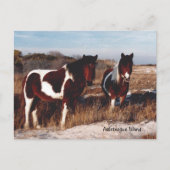 Assateague Wild Horses 2 - Briefkaart (Voorkant)