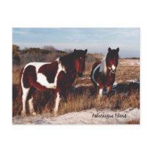 Assateague Wild Horses 2 - Briefkaart