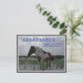 Assateague Wild Horses 2 Briefkaart (Staand voorkant)