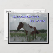 Assateague Wild Horses 2 Briefkaart (Voorkant / Achterkant)