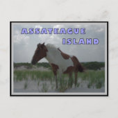 Assateague Wild Horses 2 Briefkaart (Voorkant)