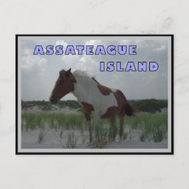 Assateague Wild Horses 2 Briefkaart