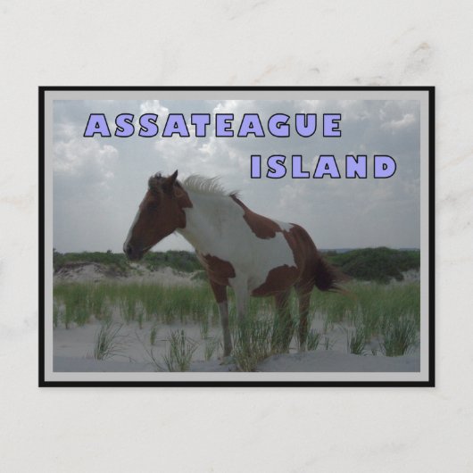 Assateague Wild Horses 2 Briefkaart (Voorkant)
