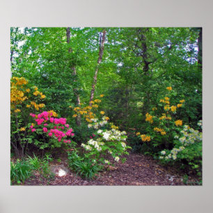 Assorbitant noordelijke hoogten Azaleas Poster