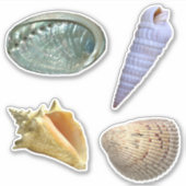 Assorted Seashells Sticker (Voorkant)