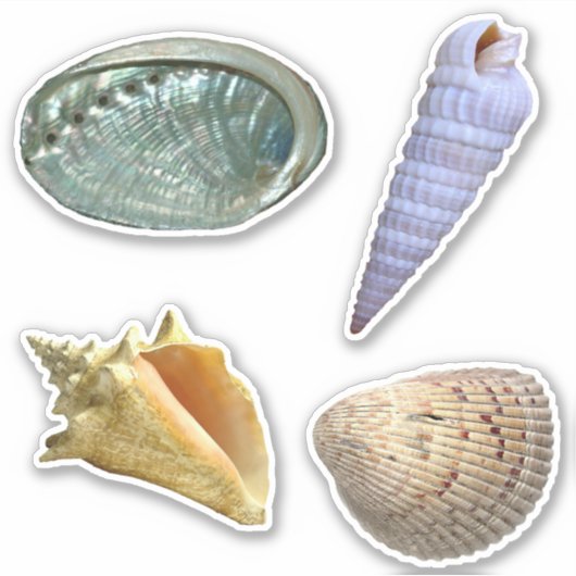 Assorted Seashells Sticker (Voorkant)