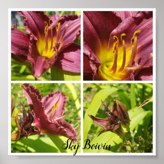 Assortiment rode lelies poster (Voorkant)