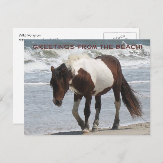 Assteague Island Pony Briefkaart (Voorkant / Achterkant)