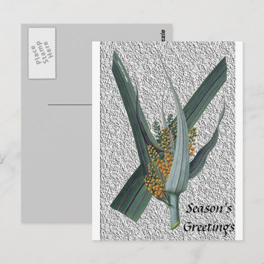 Astelia Nervosa Briefkaart (Voorkant / Achterkant)