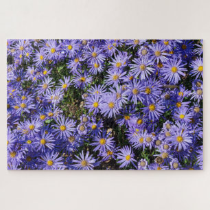 Aster amellus ‘Moerheim gem’ Legpuzzel