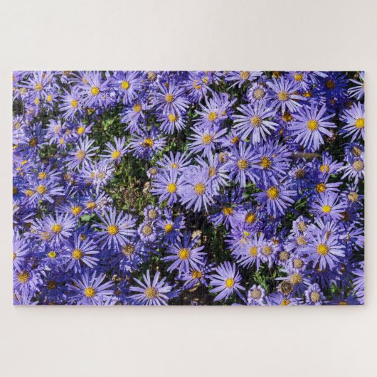 Aster amellus ‘Moerheim gem’ Legpuzzel (Horizontaal)