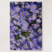 Aster amellus ‘Moerheim gem’ Legpuzzel (Verticaal)