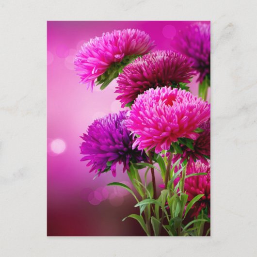 Aster Autumn Flowers Art Design Briefkaart (Voorkant)