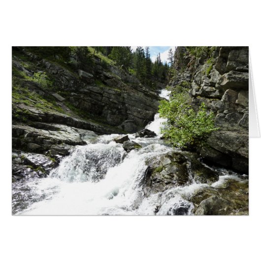 Aster Creek in Glacier National Park (Voorkant Horizontaal)
