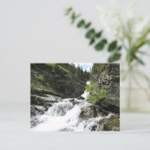 Aster Creek in Glacier National Park Briefkaart (Staand voorkant)