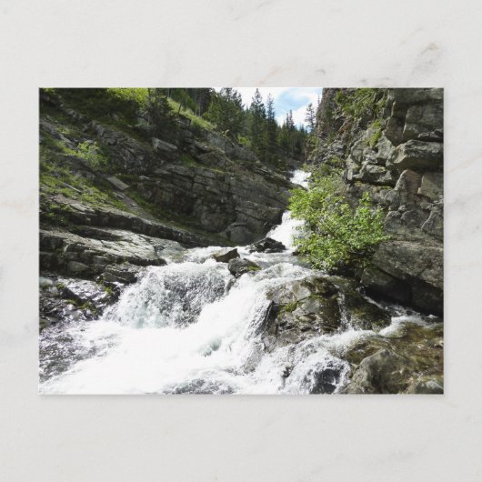 Aster Creek in Glacier National Park Briefkaart (Voorkant)