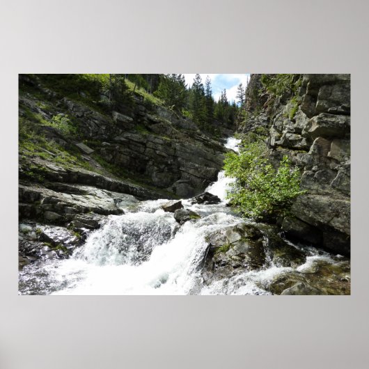 Aster Creek in Glacier National Park Poster (Voorkant)