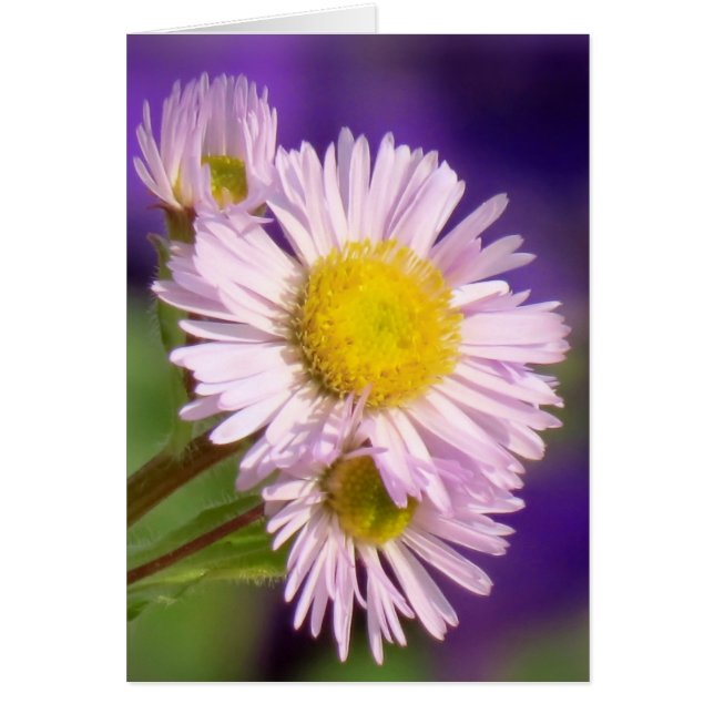 Aster Daisies (Voorkant)