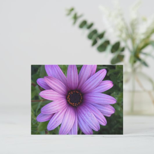  Aster Flower Briefkaart (Staand voorkant)