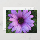  Aster Flower Briefkaart (Voorkant / Achterkant)