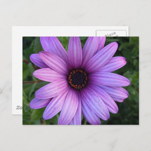  Aster Flower Briefkaart (Voorkant / Achterkant)