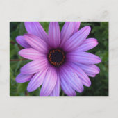  Aster Flower Briefkaart (Voorkant)