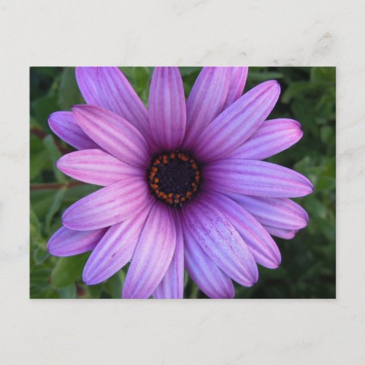  Aster Flower Briefkaart (Voorkant)