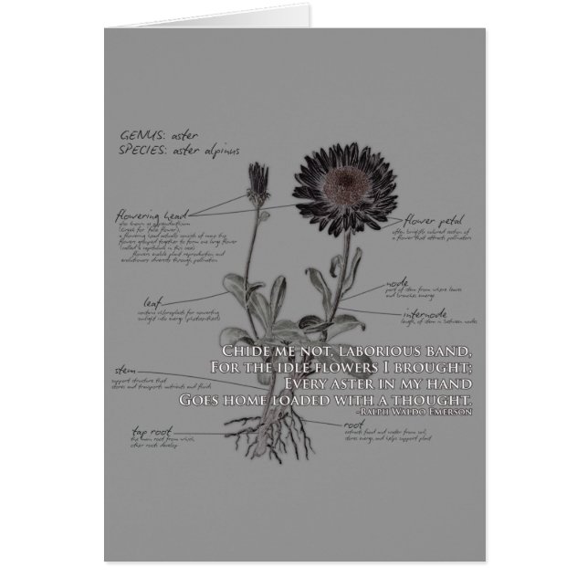 Aster Flower Card (Voorkant)
