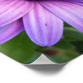  Aster Flower Poster (Hoek)