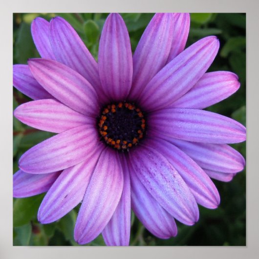  Aster Flower Poster (Voorkant)