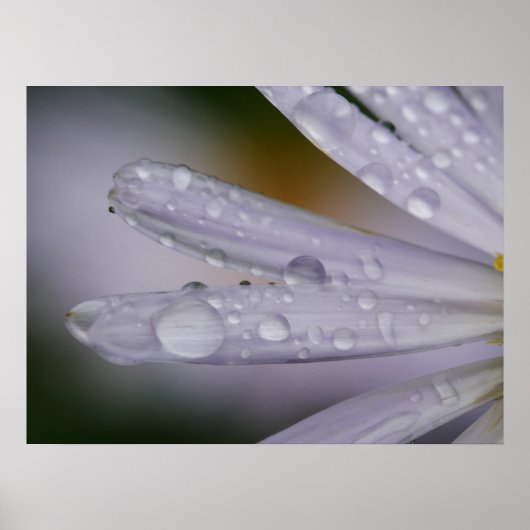 Aster Flower Poster (Voorkant)
