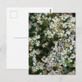 ASTER FLOWERS BRIEFKAART (Voorkant / Achterkant)