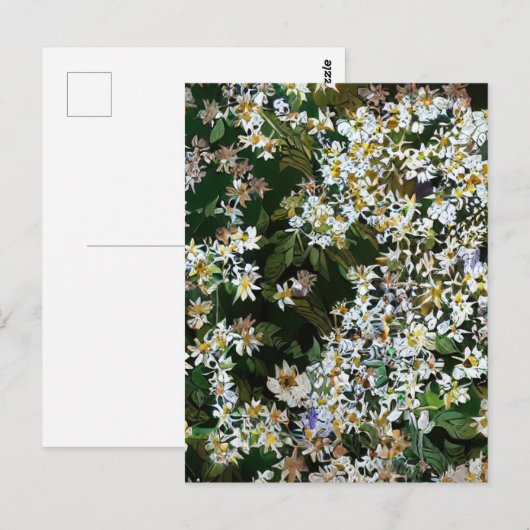 ASTER FLOWERS BRIEFKAART (Voorkant / Achterkant)