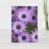 Aster Flowers Wenskaart Kaart (Voorkant)