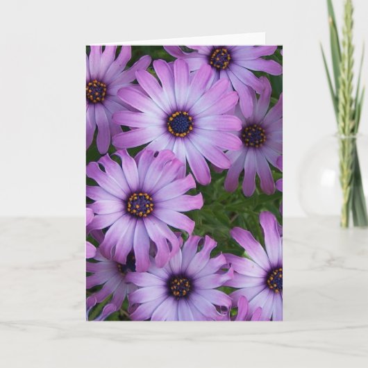 Aster Flowers Wenskaart Kaart (Voorkant)