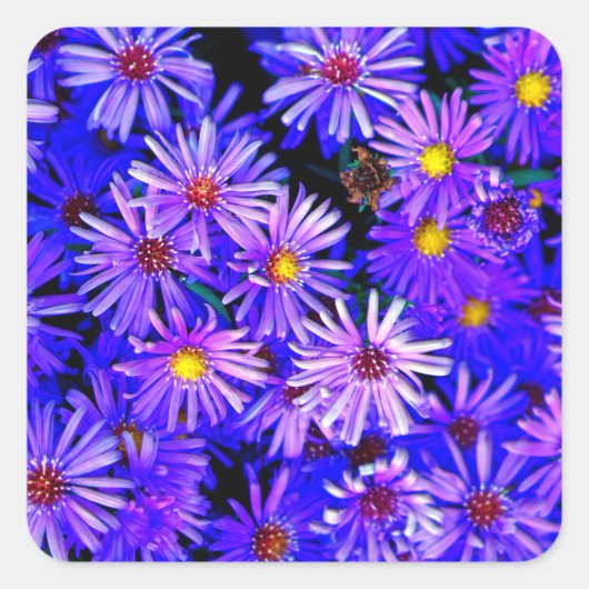 Aster Garden in Full Bloom Vierkante Sticker (Voorkant)