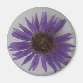 Aster Magneet